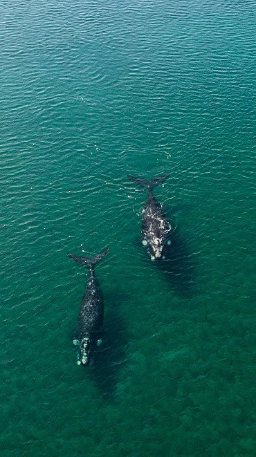Nature Image 6